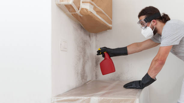 Basement Mold Remediation treatment on basement walls in Grant