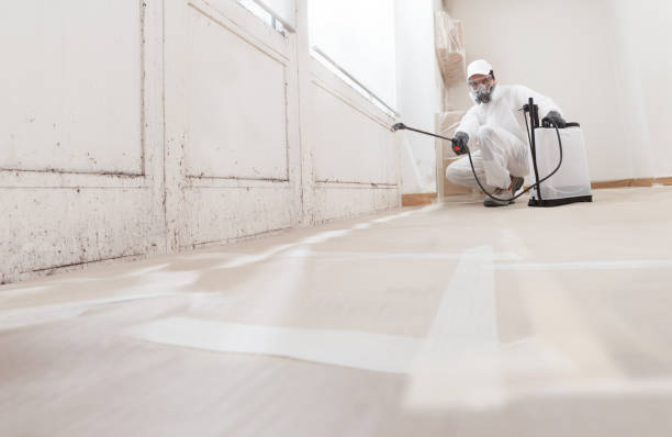 Black mold remediation team in Grant